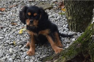 Molly - Cavalier King Charles Spaniel for sale