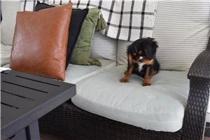 Loki - puppy for sale