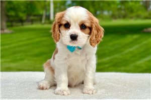 Asher - Cavalier King Charles Spaniel for sale