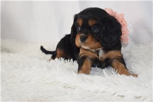 Sage - puppy for sale