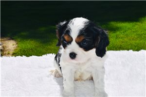 Micah - Cavalier King Charles Spaniel for sale