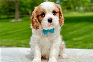 Astro - puppy for sale
