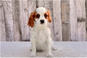 Asher - Cavalier King Charles Spaniel for sale