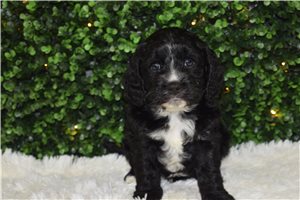 Ignacio - puppy for sale