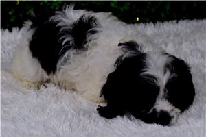 Ivanka - Cavapoo for sale