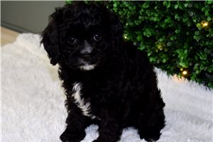 Idris - Cavapoo for sale