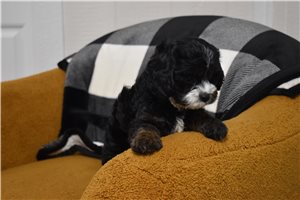 Ivie - Cavapoo for sale