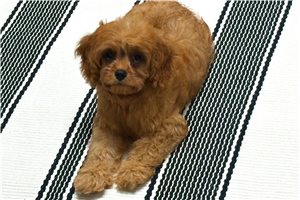 Julia - Cavapoo for sale