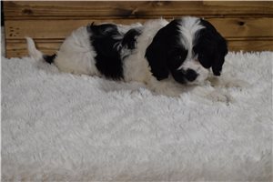 Ivanka - Cavapoo for sale