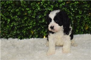 Ivanna - Cavapoo for sale