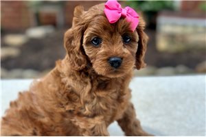Jaime - puppy for sale