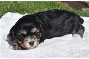 Beatrice - puppy for sale
