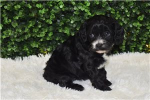 Ibbie - puppy for sale