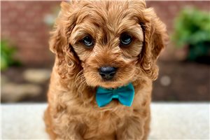 Joshua - puppy for sale