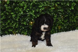 Ivie - puppy for sale