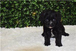 Idris - puppy for sale