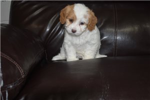 Bonnie - puppy for sale
