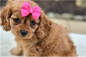 Julia - puppy for sale