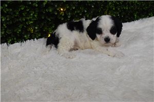 Ingrid - puppy for sale