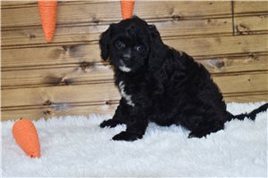 Idris - Cavapoo for sale