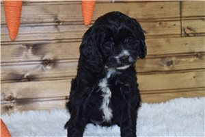 Ibbie - Cavapoo for sale
