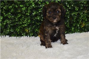 India - puppy for sale