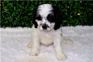 Ingrid - Cavapoo for sale