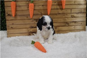 Ingrid - Cavapoo for sale