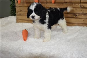 Ivanna - Cavapoo for sale