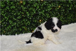 Ivanka - puppy for sale