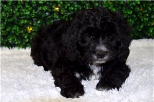 Ignacio - puppy for sale