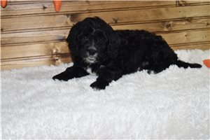 Ignacio - Cavapoo for sale