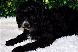 Ibbie - Cavapoo for sale