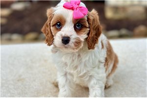 Jasmine - Cavapoo for sale