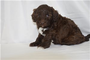 Tate - Labradoodle for sale