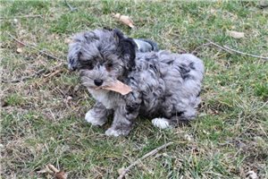 Clyde - puppy for sale