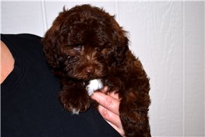 Tate - Labradoodle for sale
