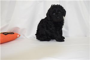 Bailey - Labradoodle for sale