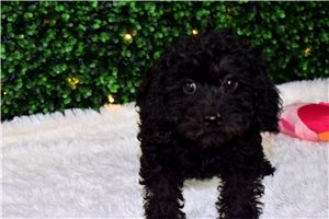 Bailey - Labradoodle for sale