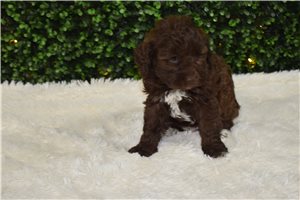 Tate - Labradoodle for sale