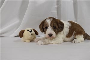 Lexi - puppy for sale