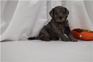 Mario - Labradoodle for sale