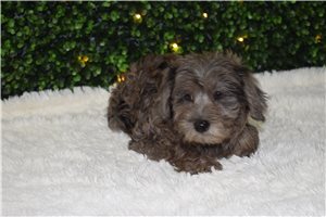 Mario - Labradoodle for sale