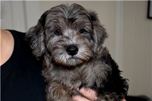 Mario - Labradoodle for sale