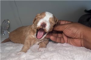 Darya - Goldendoodle, Mini, placed in Ft Myers / SW Florida