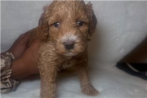 Cate - Goldendoodle, Mini for sale