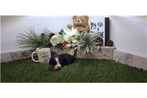 Adeline - Bernese Mountain Dog for sale