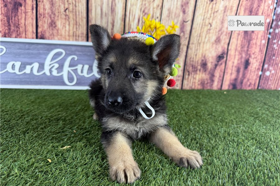 Amiyah - German Shepherd for sale