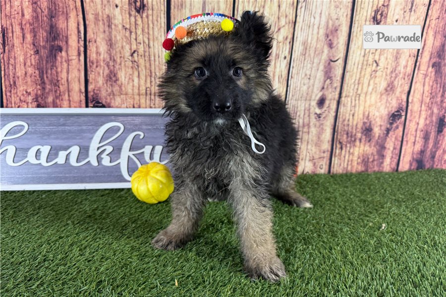 Allison, female German Shepherd puppy for sale