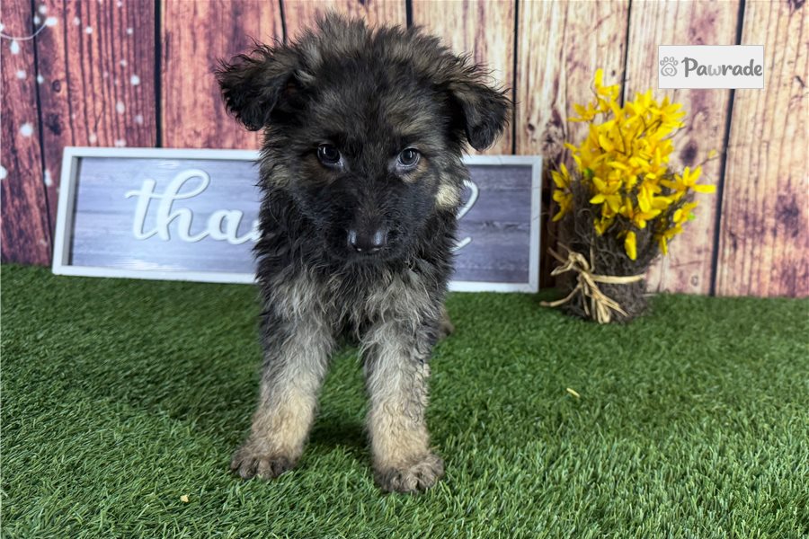Adam - German Shepherd for sale